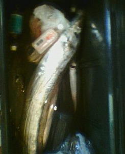 �w�V�{�̑�����